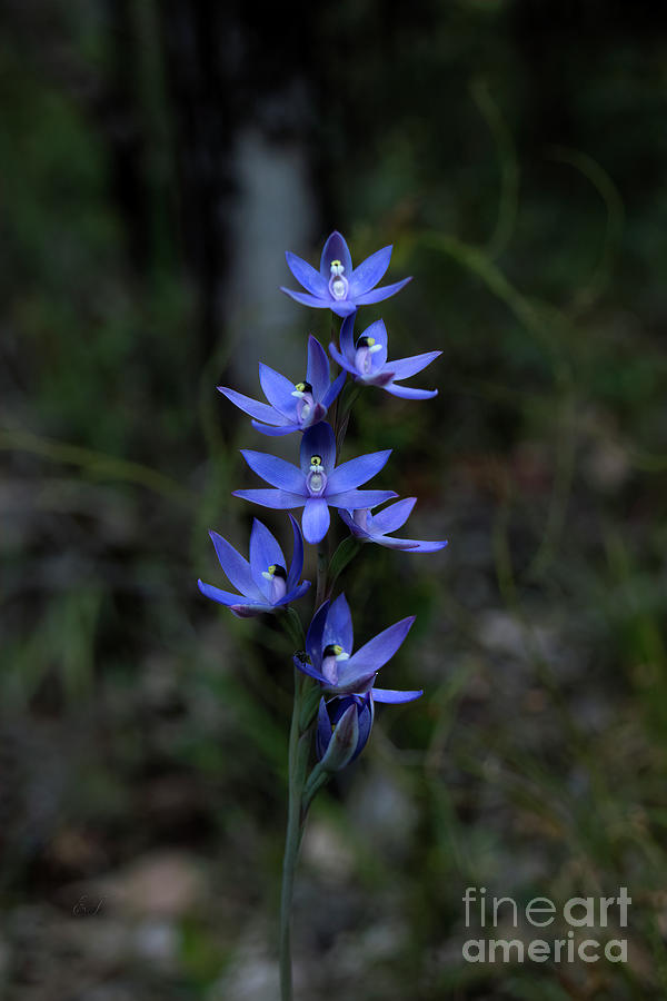 Scented Sun Orchid - thelymitra macrophylla 2 Photograph by Elaine Teague