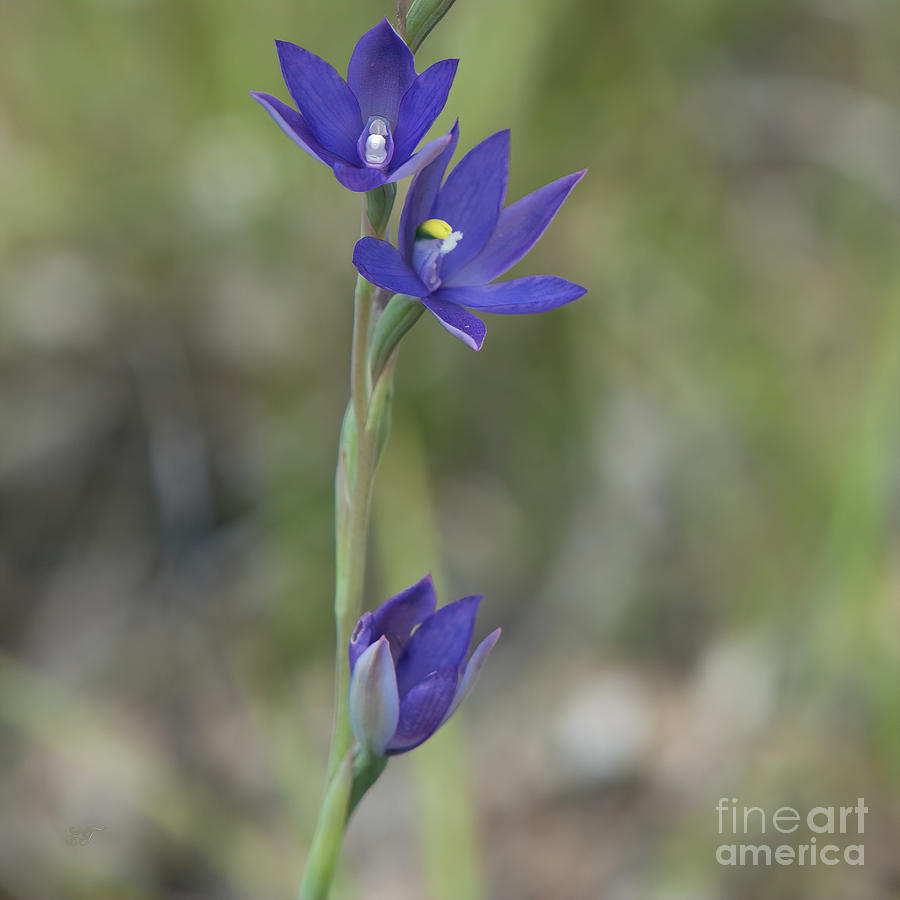 Scented Sun Orchid - thelymitra macrophylla 4 Photograph by Elaine Teague