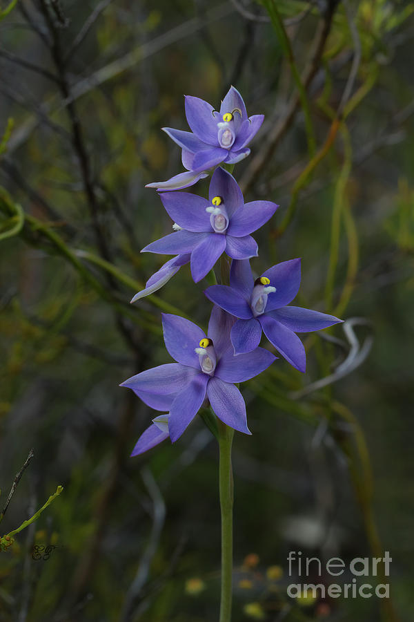 Scented Sun Orchid - thelymitra macrophylla Photograph by Elaine Teague