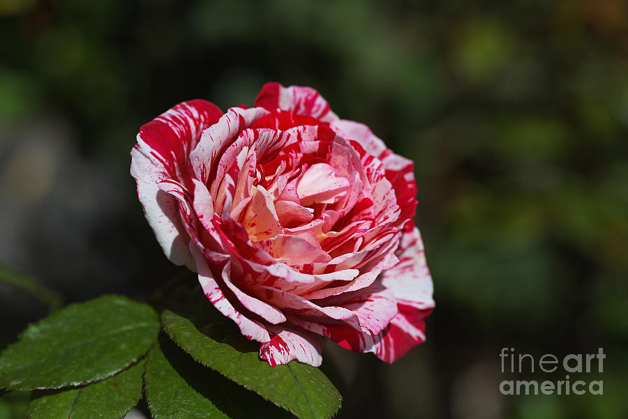 Scentimental Rose Flower   Photograph by Joy Watson