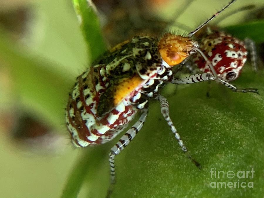 Scentless Plant Bug Photograph by Catherine Wilson