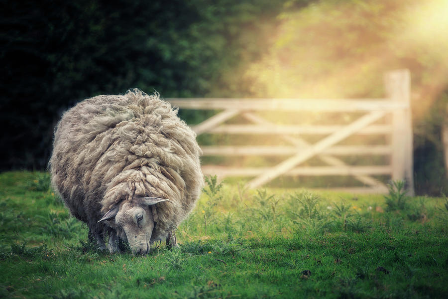 Sheep Photograph - The Fluffy Sheep by Joana Kruse