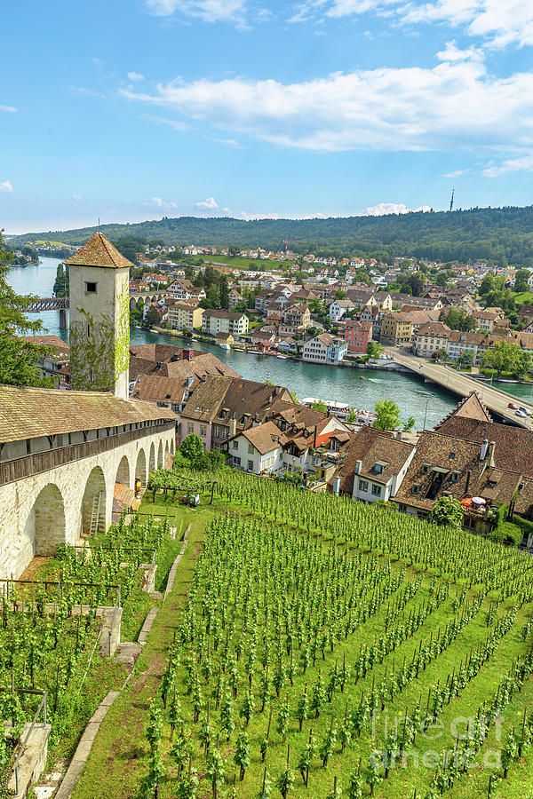 Schaffhausen Vineyards of Switzerland Photograph by Benny Marty