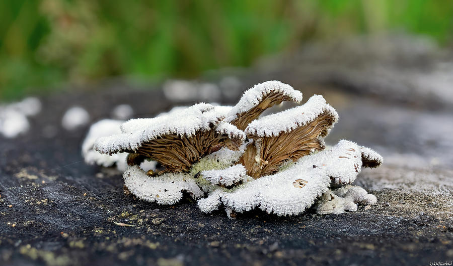 Schizophyllum commune - Split Gill fungus Photograph by Weston Westmoreland