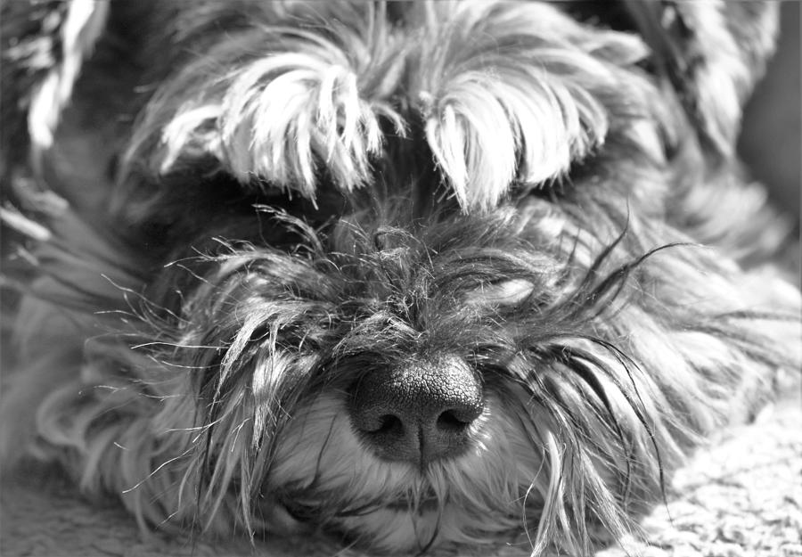 - Schnauzer black and white Photograph by THERESA Nye - Fine Art America