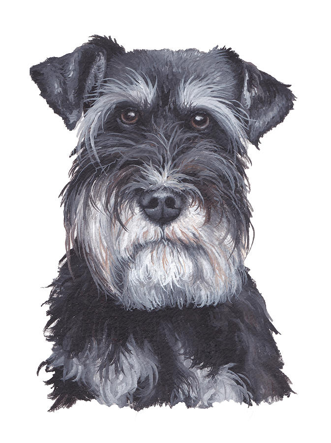 Schnauzer Painting by Katherine Klimitas - Fine Art America