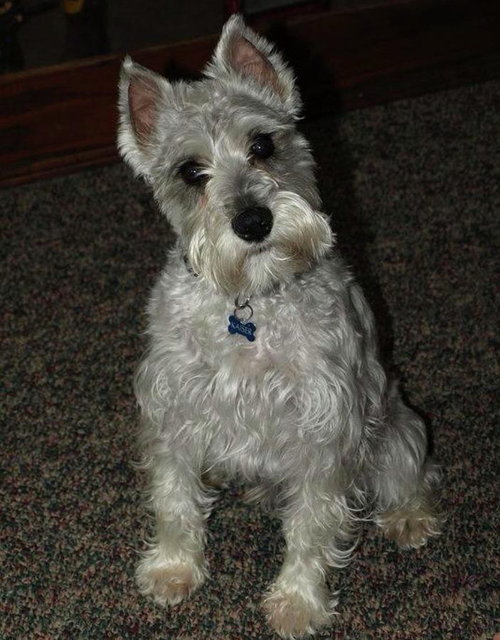 Schnauzer Love Photograph by Christine Gresh - Fine Art America