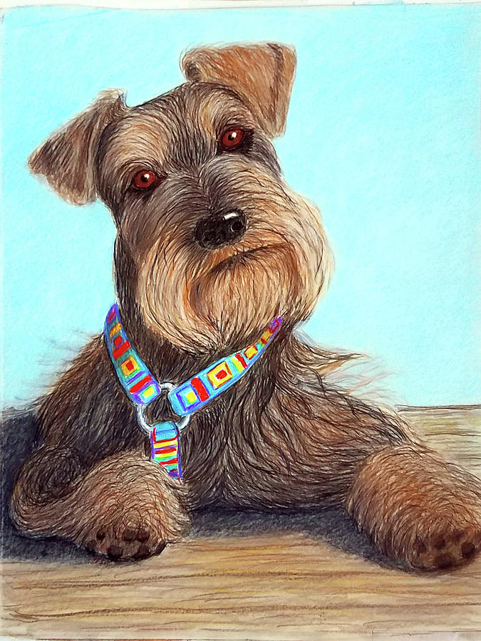 Schnauzer Pup Drawing by Lorraine Foster