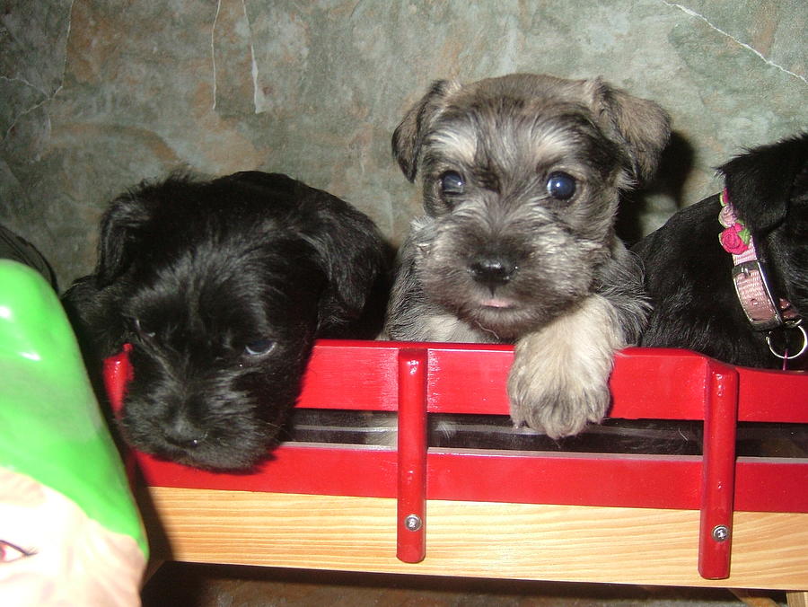 Schnauzer Puppies Photograph By Charlotte Frew 