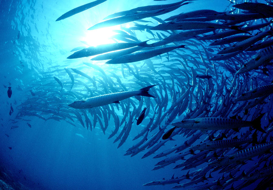 School of barracuda Photograph by Mantaphoto