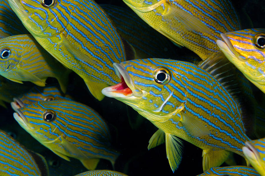 School of Blue Striped Grunt Photograph by Image Source