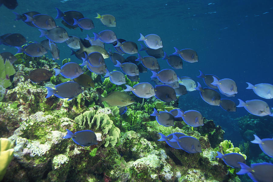 School of blue tang fish grazing on algae covered coral Photograph by Comstock