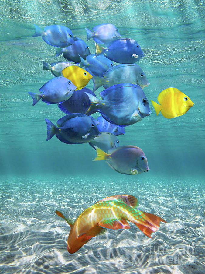 School Of Colorful Tropical Fish Underwater Caribbean Sea Photograph By ...