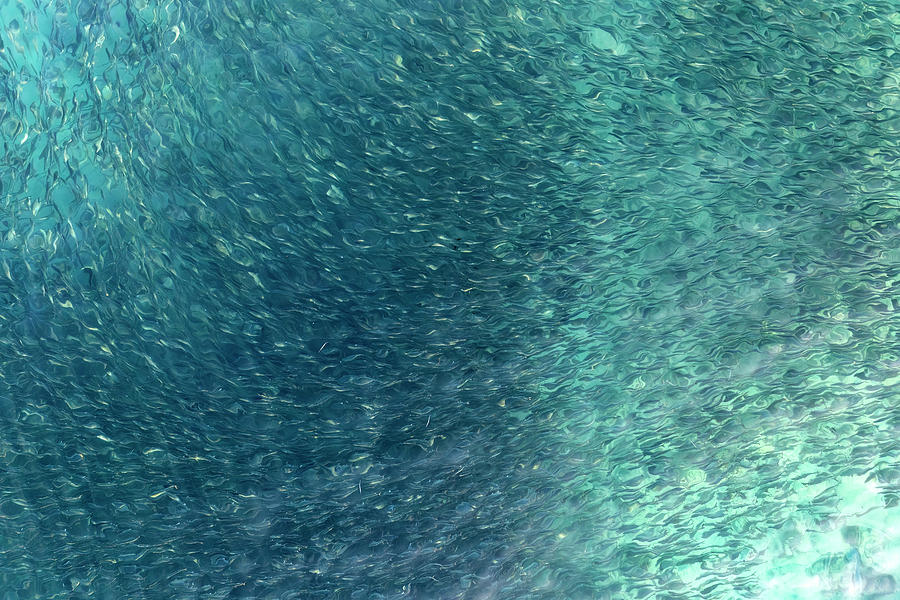 School of Fish Aerial Abstract Photograph by Christopher Johnson | Fine ...