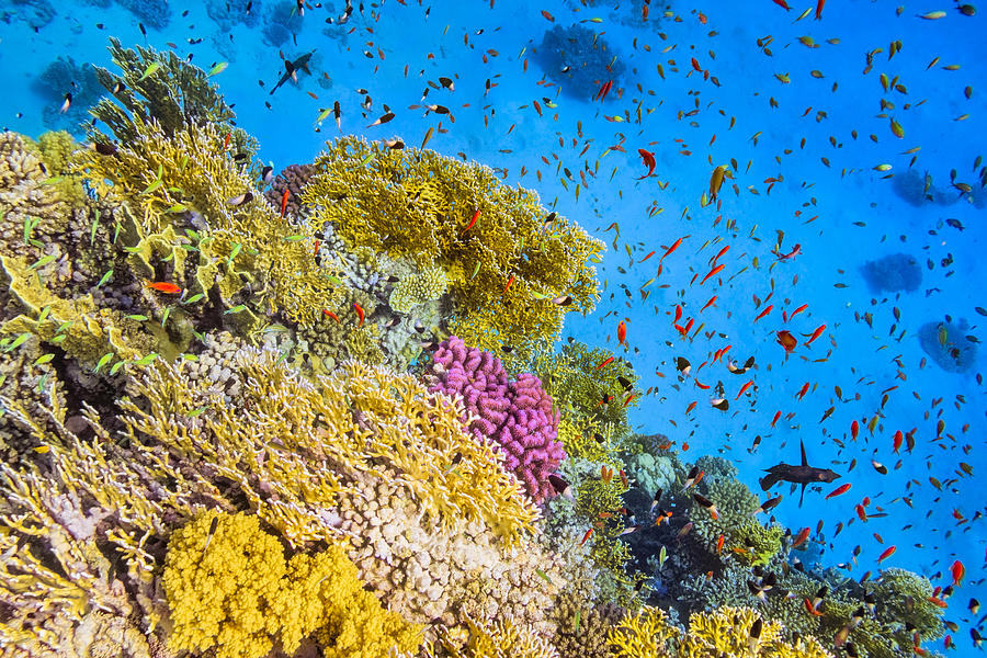 School of Fishes in Goral Garden on Red Sea Photograph by Cinoby