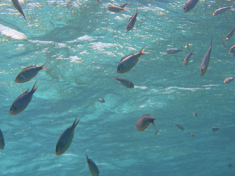 School of small fish Photograph by Trent Townsend