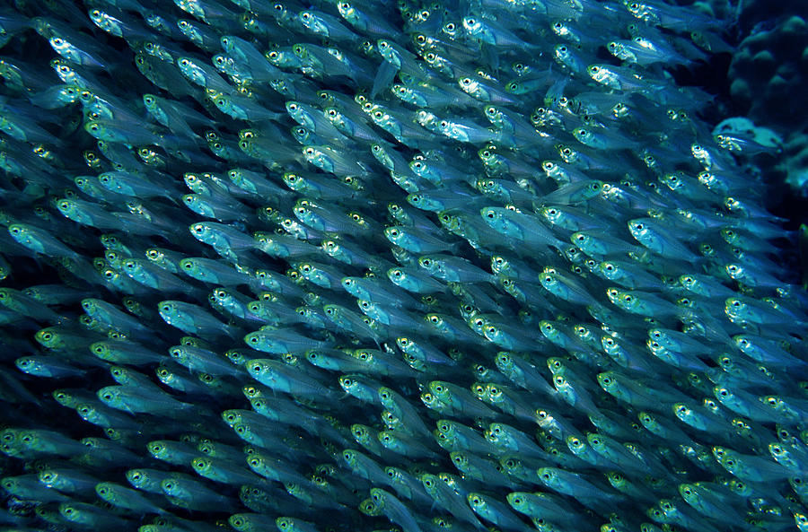 School of Sweepers (Parapria canthus guentheri) Photograph by Georgette Douwma