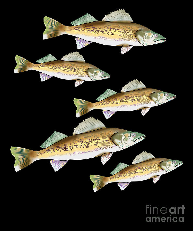 School of Walleye Fishing Freshwater Fish Lake Gift Digital Art by ...