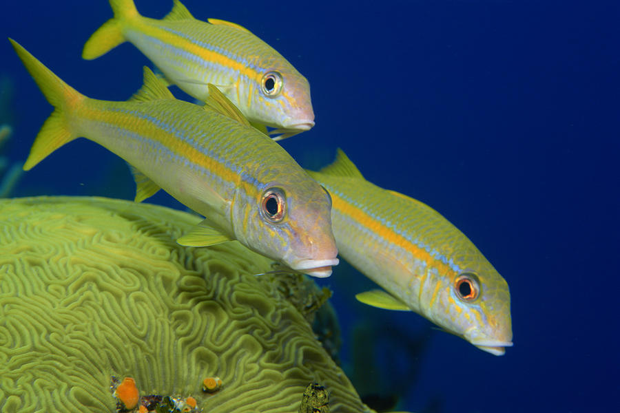 Schoolmaster snapper fish Photograph by Comstock Images