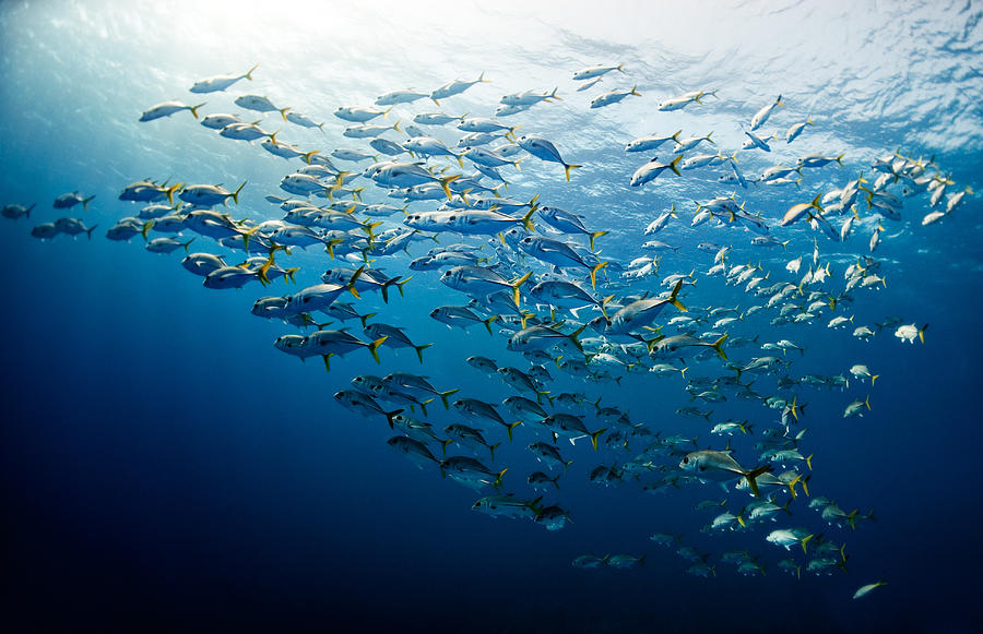 Schools Of Fishes Photograph by Extreme-photographer