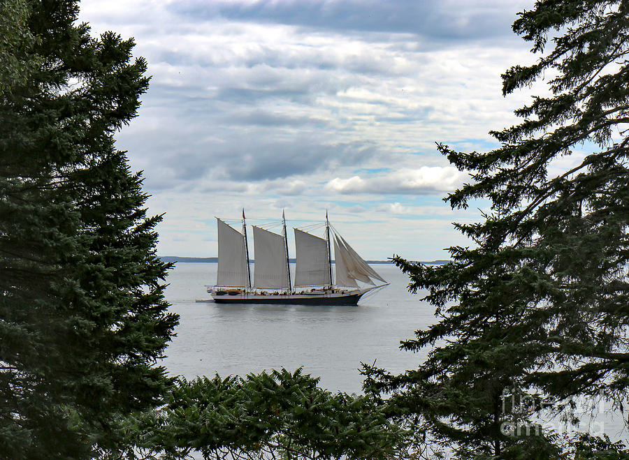 Schooner Between Pines Maine Photograph by Veronica Batterson