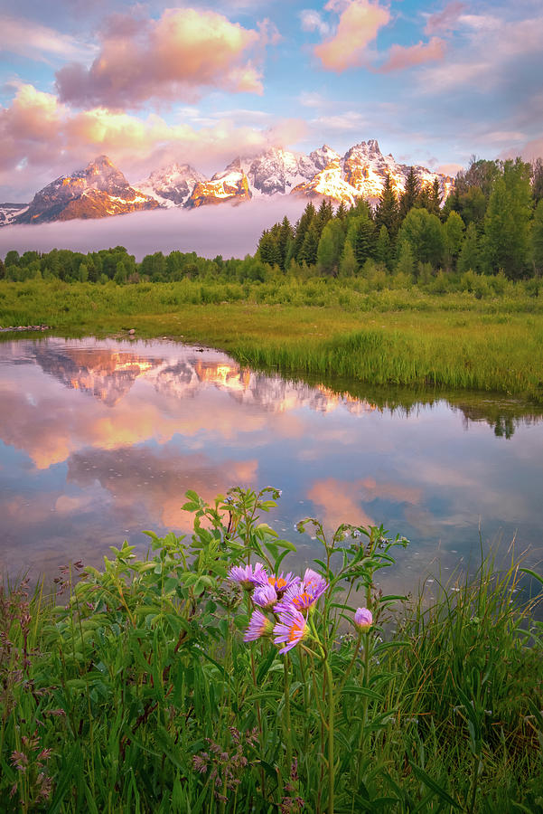 Mountain Photograph - Schwabacher Wildflowers by Wasatch Light