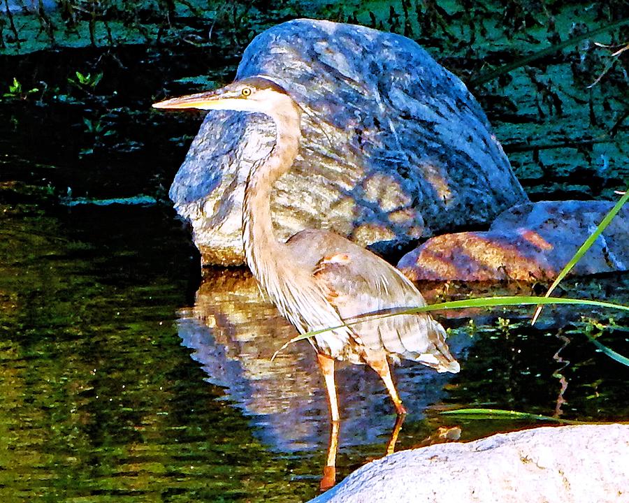 Sci Fi Heron Photograph by Andrew Lawrence