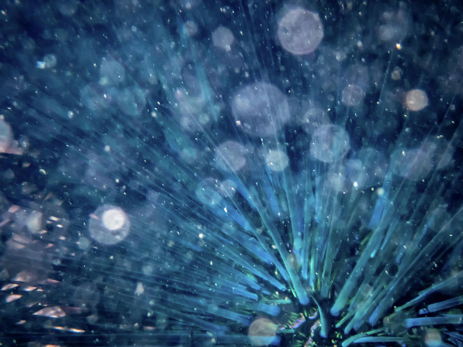 Wildlife Photograph - Sci-Fi Sea Urchin  by Alec Klobuchar