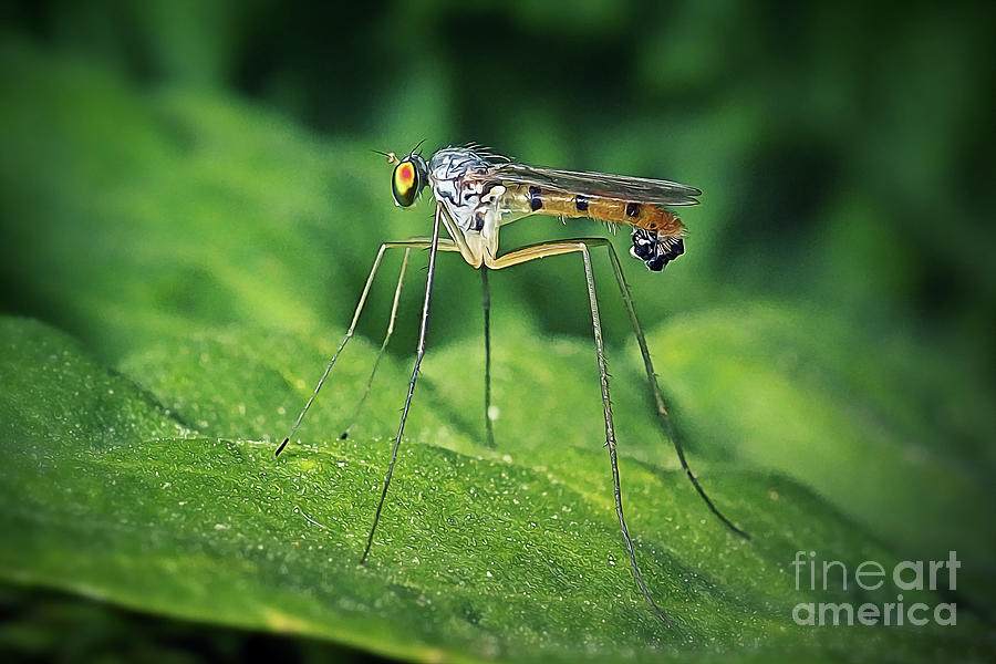 Wildlife Photograph - Sciapus Long-Legged Fly Dolichopodidae Insect by Frank Ramspott