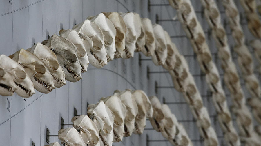 Science Meets Art -- Sea of Skulls at the California Academy of Sciences, California Photograph by Darin Volpe