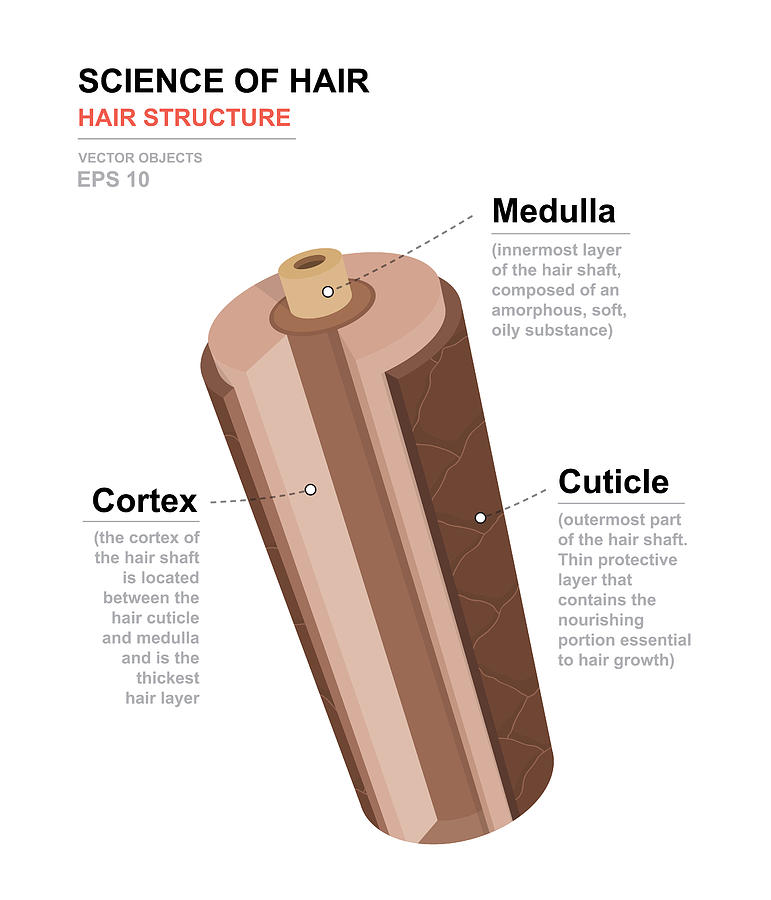 Science of hair. Anatomical training poster. Hair structure. Detailed medical vector illustration Drawing by Iv__design