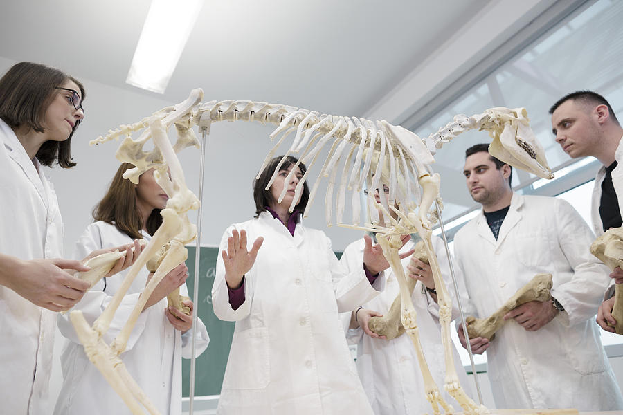 Science students looking at animal skeleton in school classroom Photograph by Romulic-Stojcic