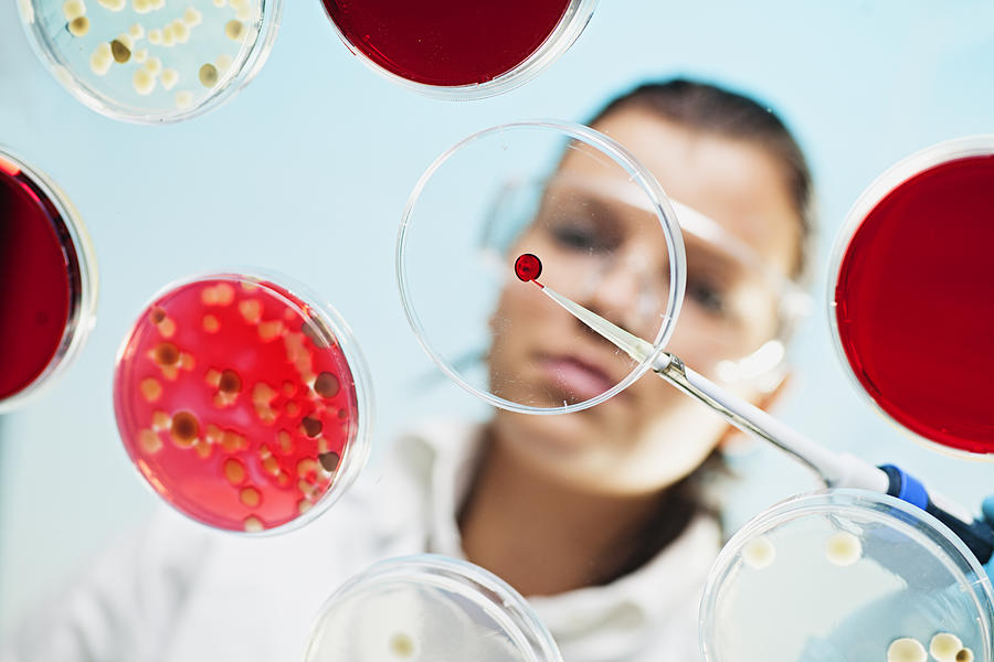 Scientist Examining Cultures In Petri Dishes Photograph by Poba