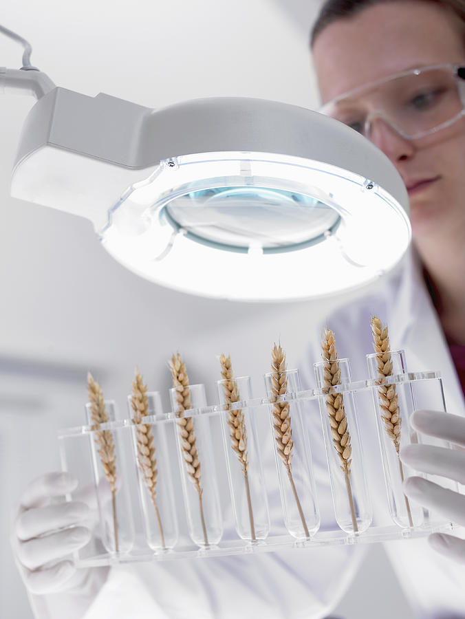 Scientist examining wheat in test tubes under magnification lamp Photograph by Adam Gault