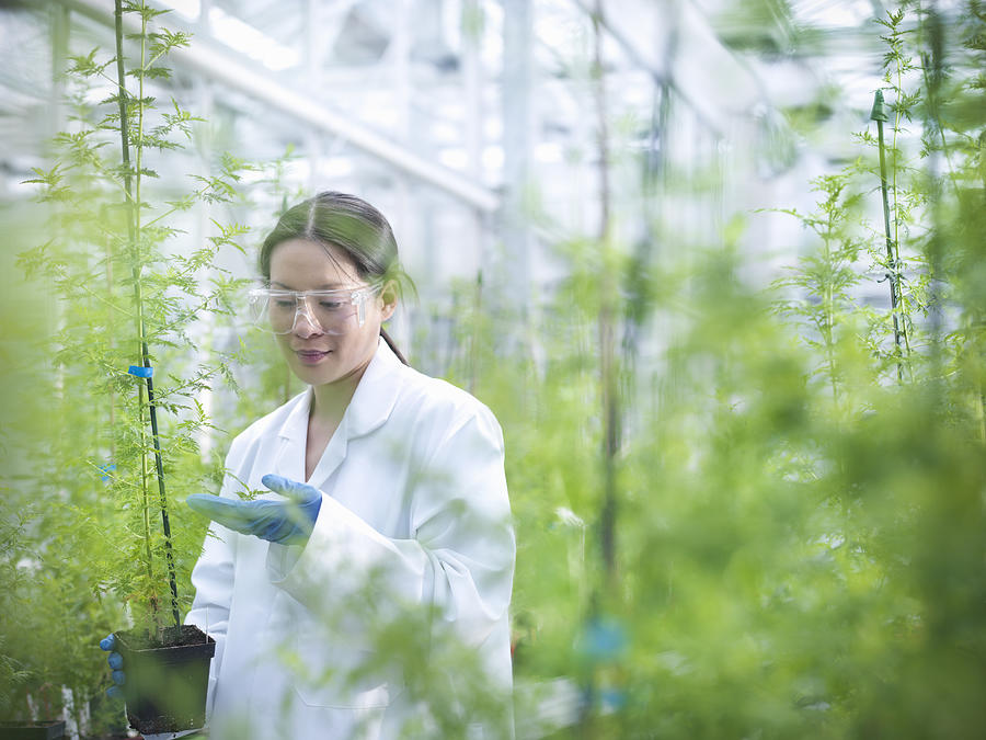 Scientist growing Sweet Wormwood (Artemisia annua) in nursery of biolab for structural analysis of DNA, protein extraction and genetic modification Photograph by Monty Rakusen