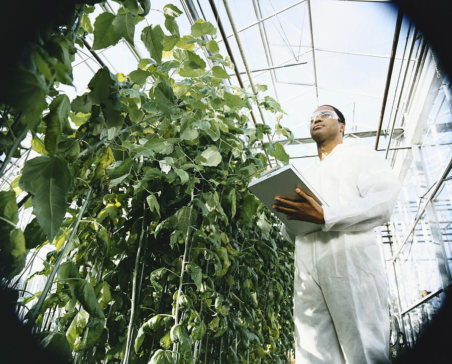 Scientist Holding a Clipboard Examining Plants in a Greenhouse Photograph by Noel Hendrickson