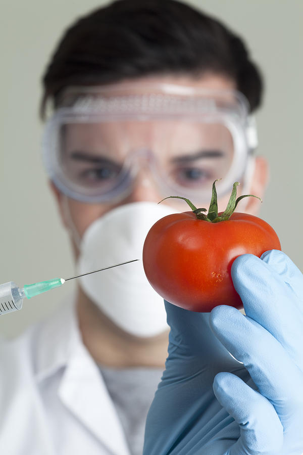 Scientist injecting a tomato Photograph by JamieB
