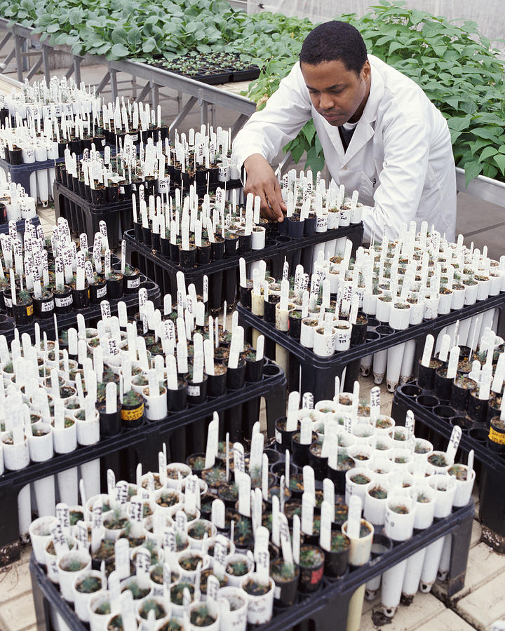 Scientist Inspecting a Large Group of Seedlings in a Greenhouse Photograph by Noel Hendrickson