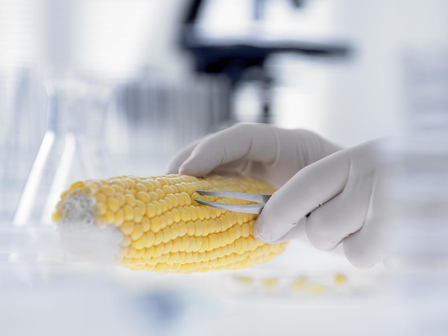 Scientist removing kernels from corn on the cob Photograph by Adam Gault