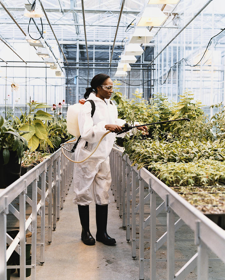 Scientist Treating Plants with Pesticide in a Greenhouse Photograph by Noel Hendrickson
