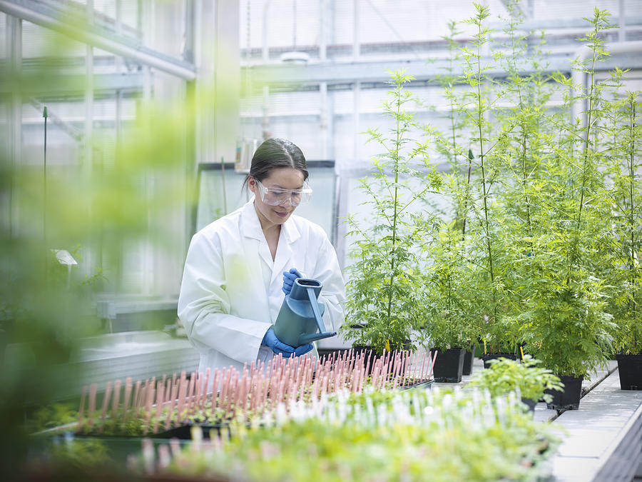 Scientist watering Sweet Wormwood (Artemisia annua) in nursery of biolab. The plants are grown for structural analysis of DNA, protein extraction and genetic modification Photograph by Monty Rakusen