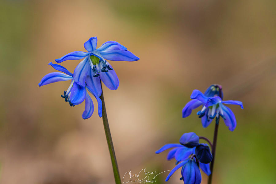 Scilla Siberica or Spring Beauty I Photograph by Christopher Cagney ...