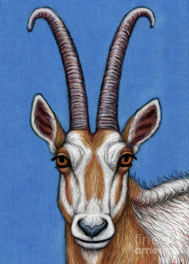 Scimitar Horned Oryx Painting by Amy E Fraser