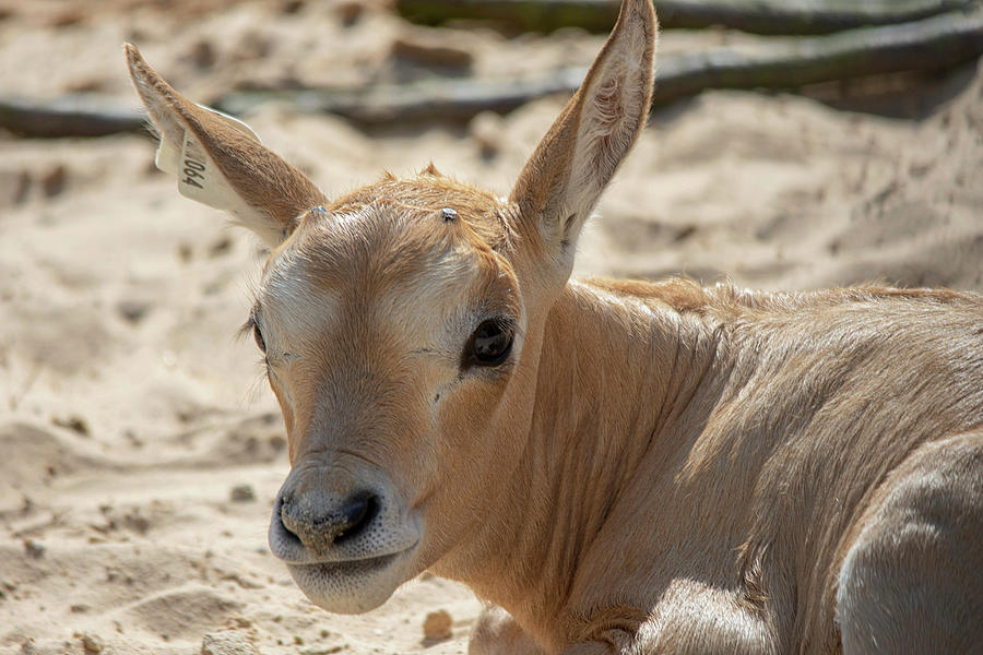 Scimitar-horned Oryx Calf Photograph