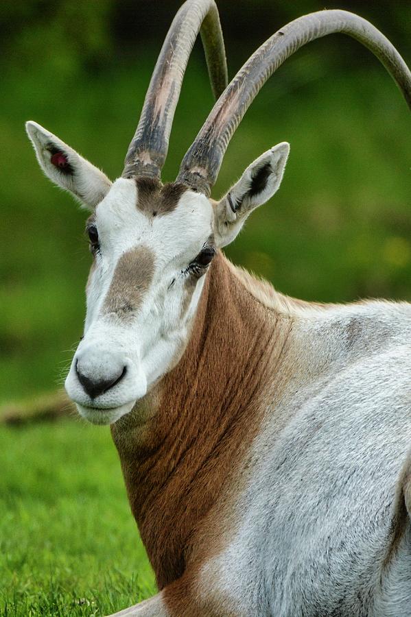 Scimitar-Horned Oryx Photograph by Robert Knight