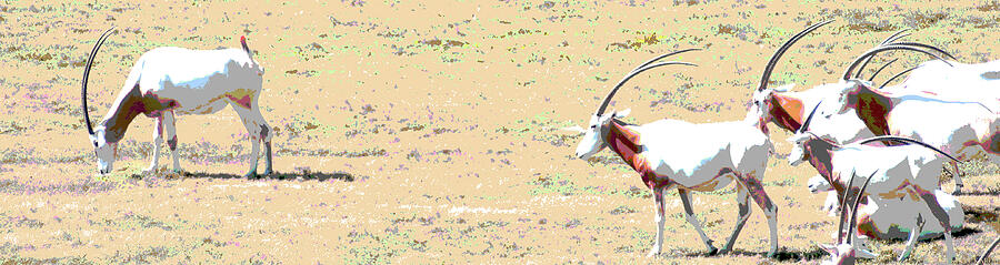 Scimitar Horned Oryx Digital Art by Steve Karol