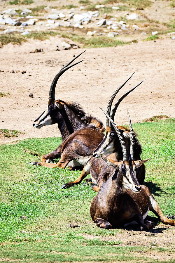 Scimitar Oryx Photograph by Ed Stokes