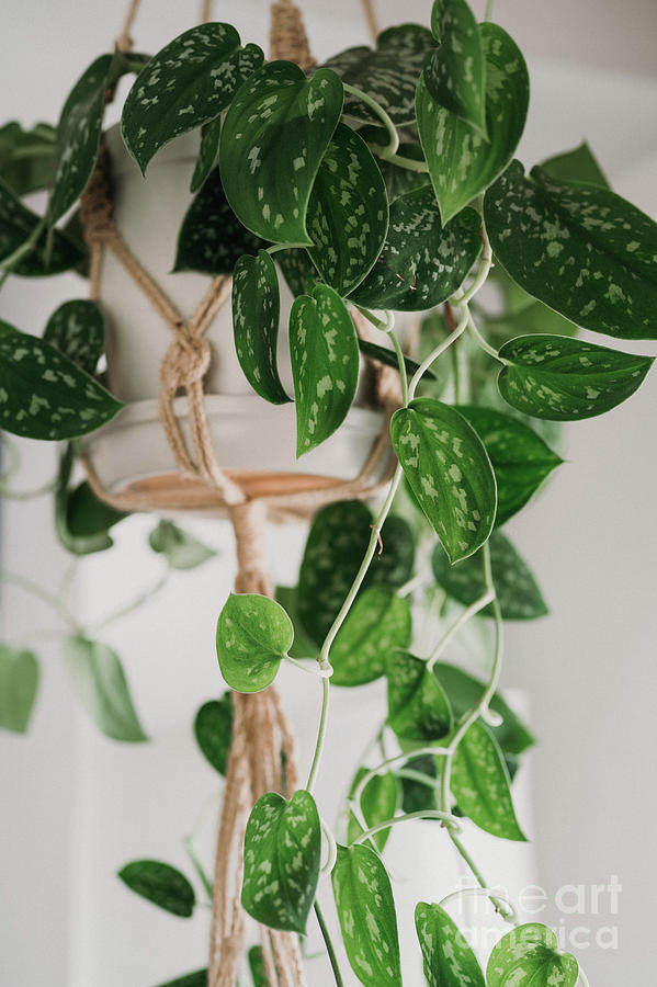 Scindapsus pictus plant in a macrame pot Photograph by Eva