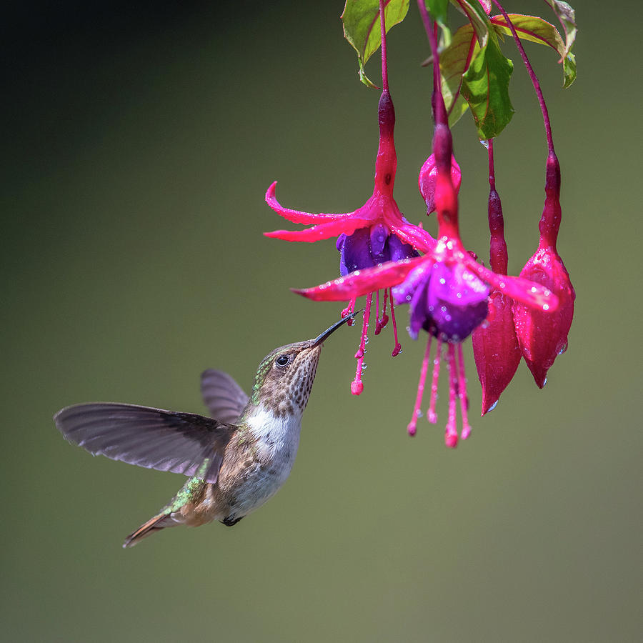 Scintillant Hummingbird Photograph by Max Waugh