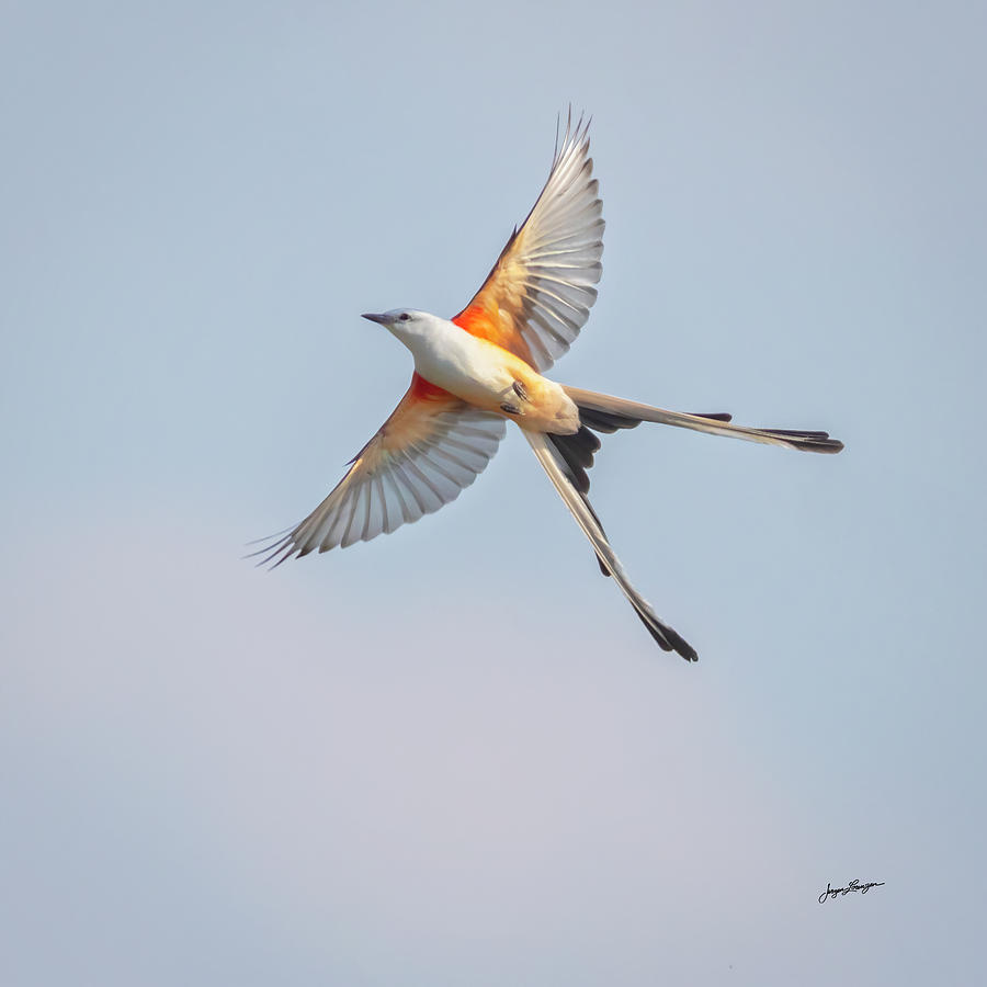Scissor-tailed Flight Photograph by Jurgen Lorenzen